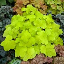 Citronelle Coral bells : 1 Gallon