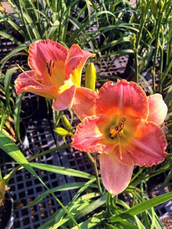 Country Melody Daylily : 1 Gallon