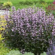 Dark Towers Beardtongue : 1 Gallon