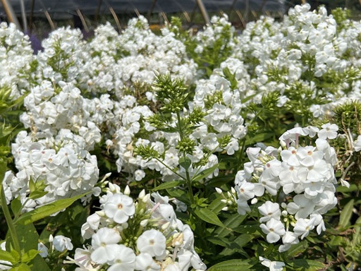 Quick Fire Fab® Hydrangea : 1 Gallon