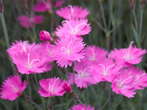 Firewitch Dianthus : 1 Gallon