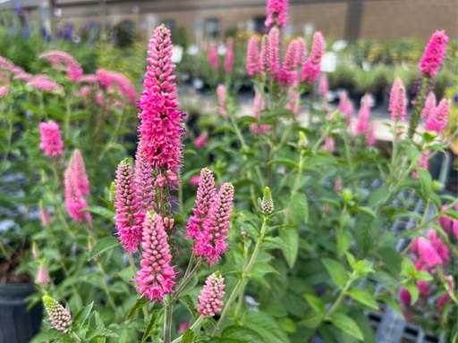 First Love Speedwell : 1 Gallon