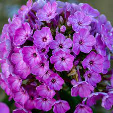 Flame Purple Eye Phlox : 1 Gallon