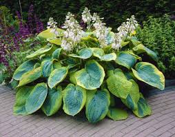 Frances William Hosta : 1 Gallon