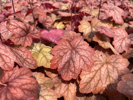 Georgia Peach® Coral bells : 1 Gallon