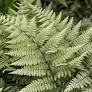Ghost Fern : 1 Gallon