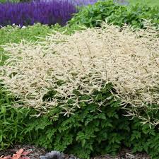 Goat's Beard Chantilly Lace : 1 Gallon