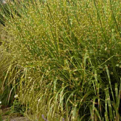 Gracillimus Maiden Grass : 1 Gallon