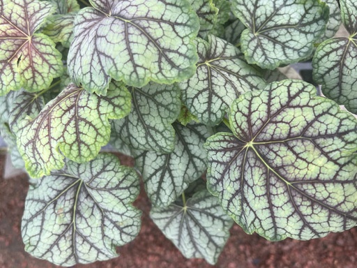 Green Spice Coral bells : 1 Gallon