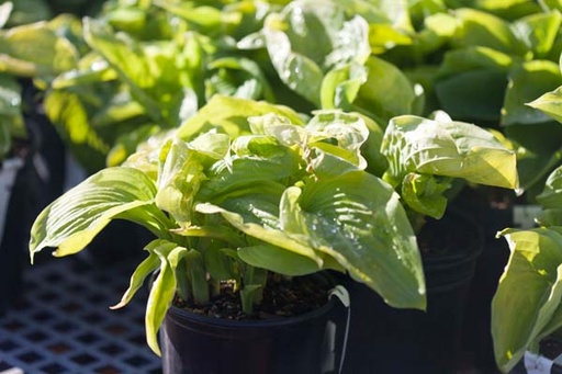 Guacamole Hosta : 1 Gallon