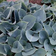Hadspen Blue Hosta : 1 Gallon