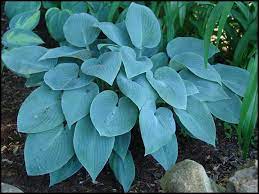 Halcyon Hosta : 1 Gallon