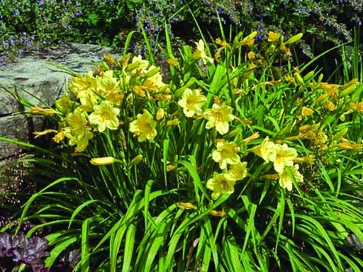 Happy Returns Daylily : 1 Gallon
