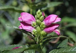 Hot Lips Turtlehead : 1 Gallon
