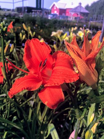 Indian Paintbrush Daylily : 1 Gallon