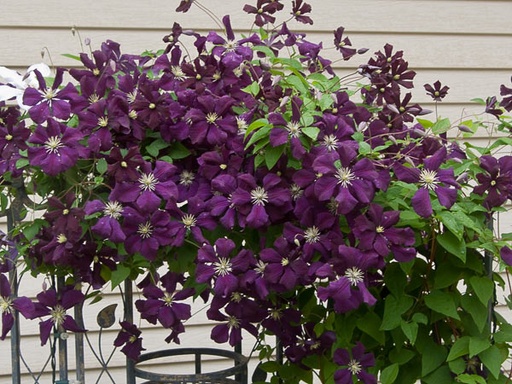 Jackmanii Clematis : 1 Gallon