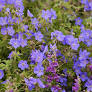Johnson's Blue Geranium : 1 Gallon