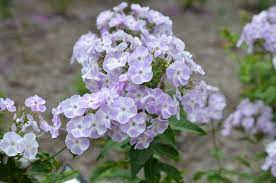 Katherine Phlox : 1 Gallon