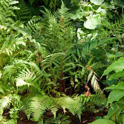 Lady Fern : 1 Gallon