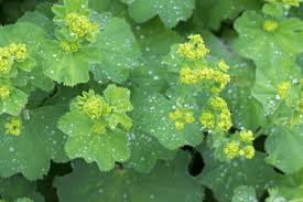 Lady's Mantle Auslese : 1 Gallon