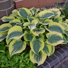 Liberty Hosta : 1 Gallon