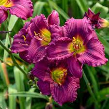 Little Grapette Daylily : 1 Gallon