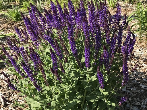 Lyrical Blues Meadow Salvia : 1 Gallon