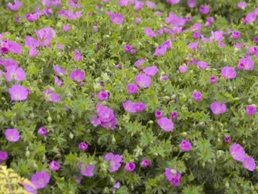 Max Frei Geranium : 1 Gallon