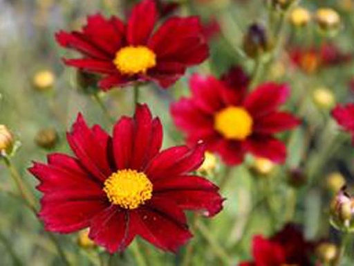 Mercury Rising TickSeed : 1 Gallon