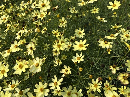 Moonbeam TickSeed : 1 Gallon