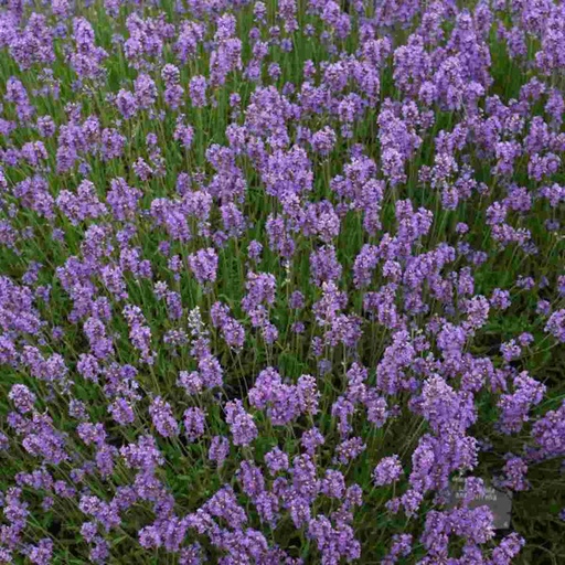 Munstead English Lavender : 1 Gallon