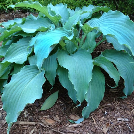 Neptune Hosta : 1 Gallon