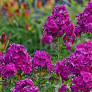 Nicky Phlox Red Purple : 1 Gallon