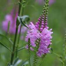 Obedient Plant : 1 Gallon