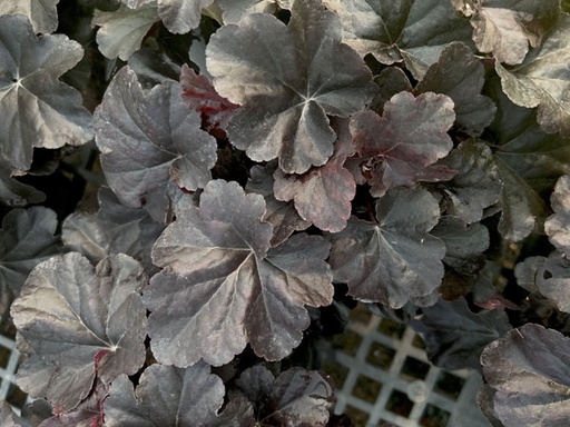 Obsidian Coral bells : 1 Gallon
