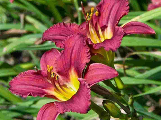 Pardon Me Daylily : 1 Gallon