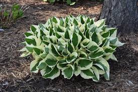 Patriot Hosta : 1 Gallon
