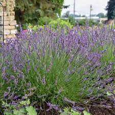 Phenomenal Lavender : 1 Gallon