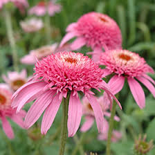 Pink Double Delight Coneflower : 1 Gallon