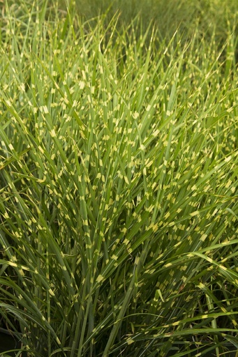 Porcupine Grass : 1 Gallon