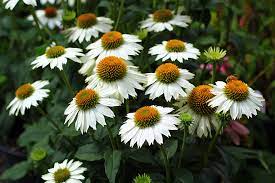 PowWow White Coneflower : 1 Gallon