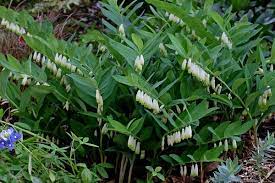 Prince Charming Solomon's Seal : 1 Gallon