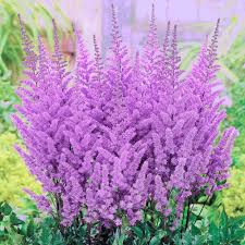 Purple Candles Astilbe : 1 Gallon