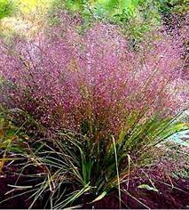Purple Love Grass : 1 Gallon