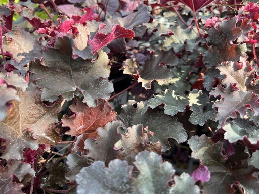 Purple Petticoats Coral bells : 1 Gallon