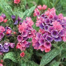 Raspberry Splash Lungwort : 1 Gallon