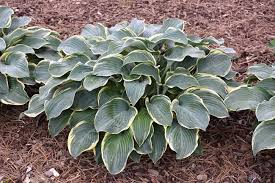 Regal Splendor Hosta : 1 Gallon