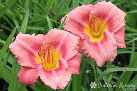 Rosy Returns Daylily : 1 Gallon
