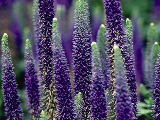 Royal Candles Speedwell : 1 Gallon