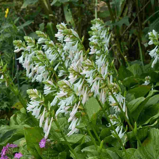 Royal Standard Hosta : 1 Gallon